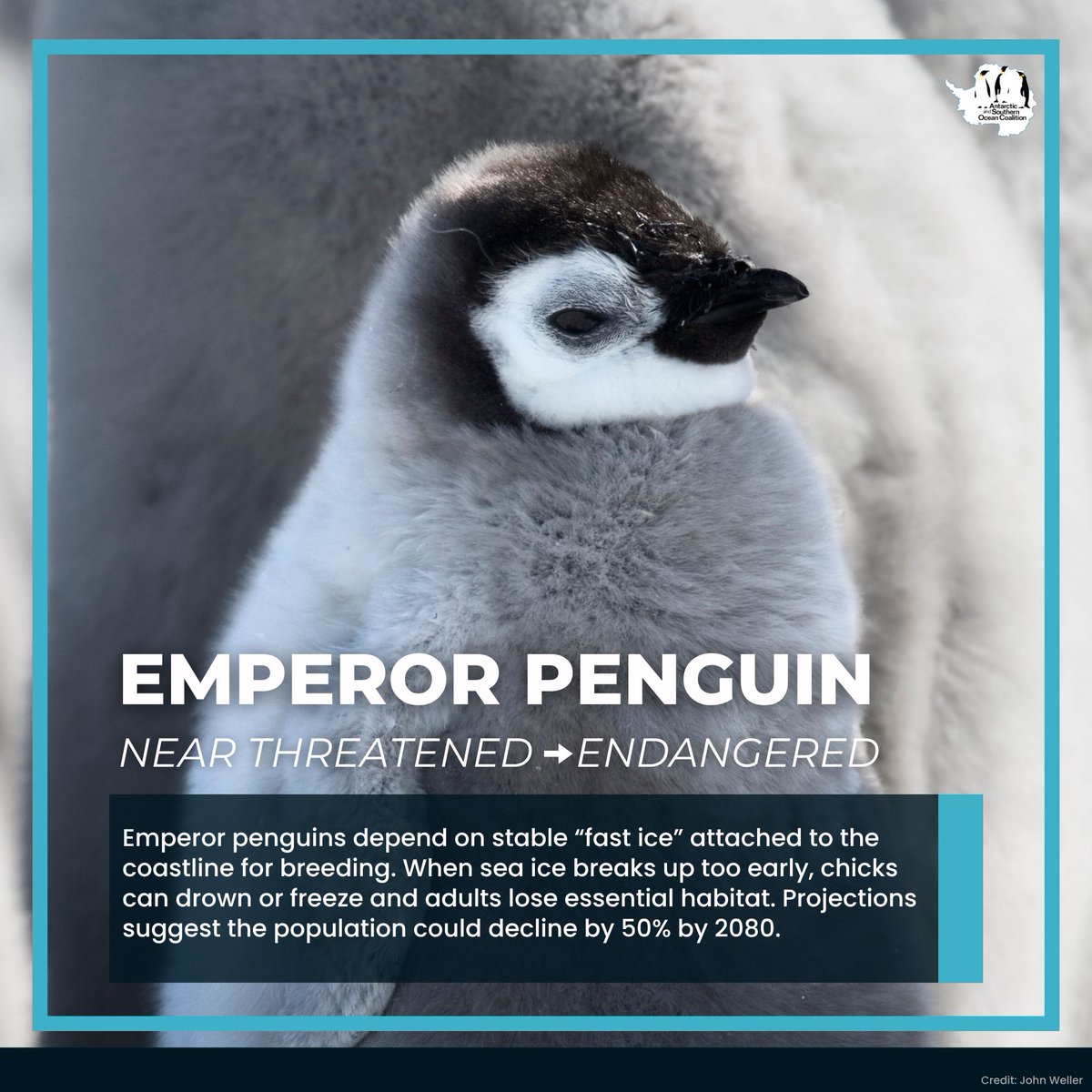 Three Antarctic species have been uplisted on the IUCN Red List, reflecting rapid environmental change across the Southern Ocean. The need for climate action and precautionary ecosystem management has never been clearer. 🌏
iucn.org/press-release/…