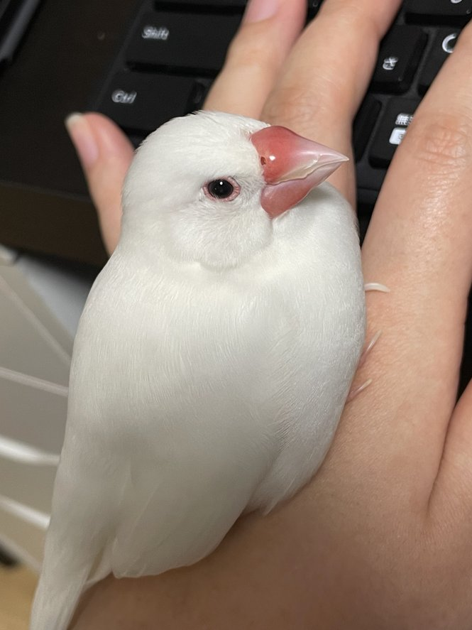 井西𓅪TORICA tweet media