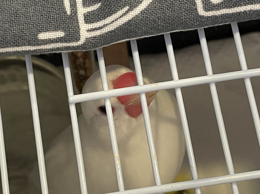 井西𓅪TORICA tweet media