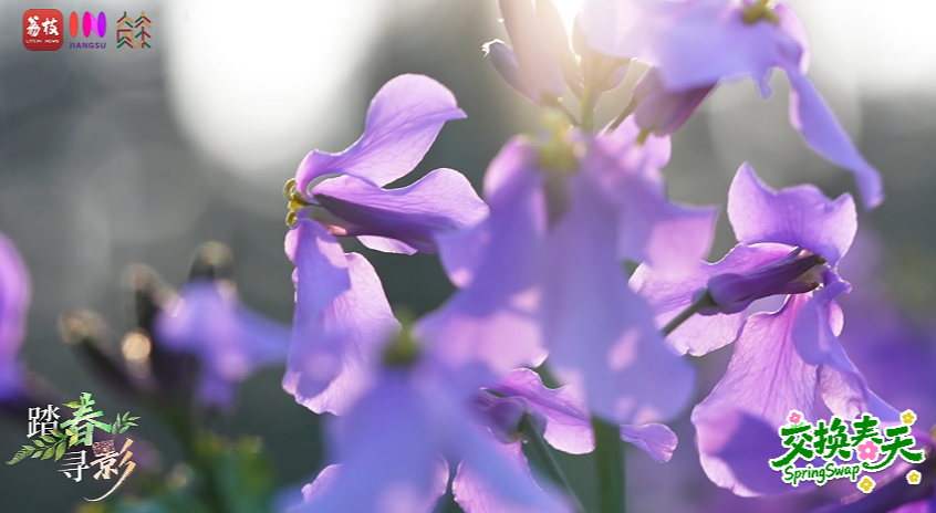 jiangsuandyou's tweet photo. Across Jiangsu, purple orchids bloom like secrets the earth no longer keeps. #DiscoverJiangsu #VisitJiangsu #ChinaTravel #CulturalChina #NatureSecret https://t.co/HplEsuF4bl