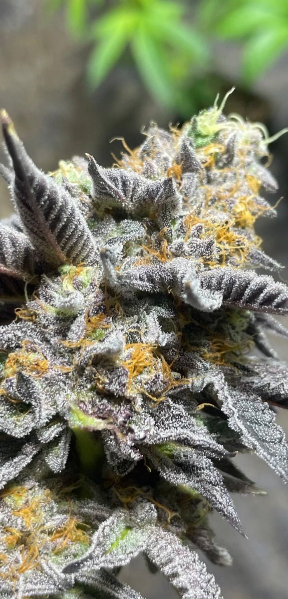 Mikehlbarry's tweet photo. Double Bubba Kush 🔥🌱❄️
Frosted heavy, deep purple, orange pistils popping. Classic Bubba terps for days.
Who’s running this? Who's smoking? 👇

#BubbaKush #CannabisCommunity #WeedGrow #CannabisGrow #weed #GrowYourOwn #Mycology #LegalizeIt #PotHead  #MaryJane #CannabisLovers https://t.co/pL2wpNjDbD