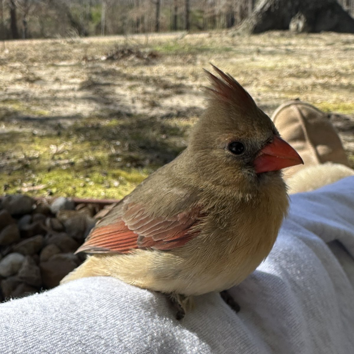 Robin Green tweet media