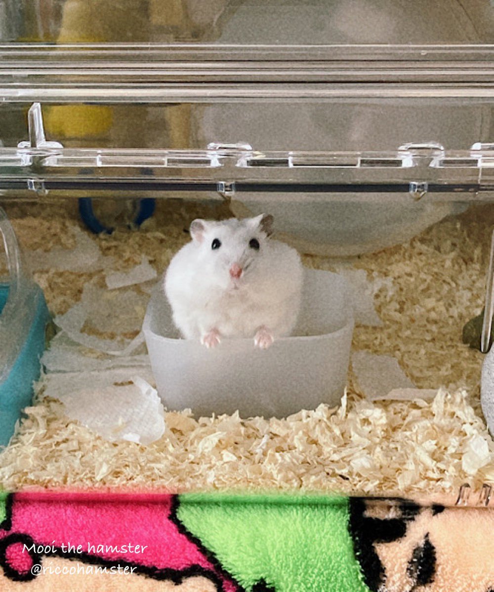 りんことモーイwithパウパウ tweet media