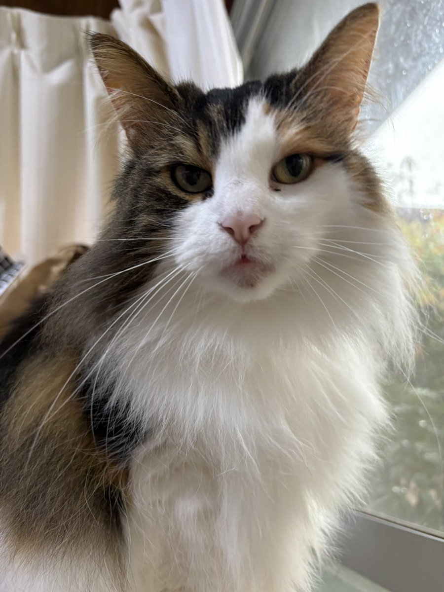 sordes2008's tweet image. おはようございます。
雨降りな朝ですね。
朝起きた時のお嬢様となう。
鳥さんも虫さんも来ないので、ちょっと退屈そうです。

誰も来ないわ😿

#ノルウェージャンフォレストキャット
#北欧森猫
#ニャルソック