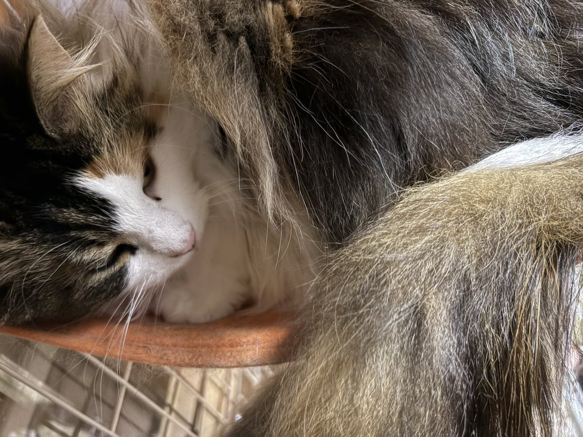 sordes2008's tweet image. おはようございます。
雨降りな朝ですね。
朝起きた時のお嬢様となう。
鳥さんも虫さんも来ないので、ちょっと退屈そうです。

誰も来ないわ😿

#ノルウェージャンフォレストキャット
#北欧森猫
#ニャルソック