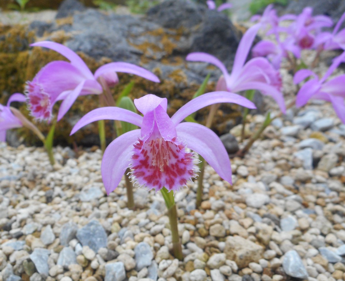 なからぎの森の木の精bot tweet media