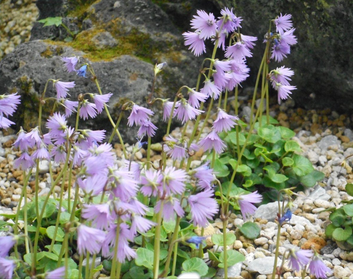 なからぎの森の木の精bot tweet media