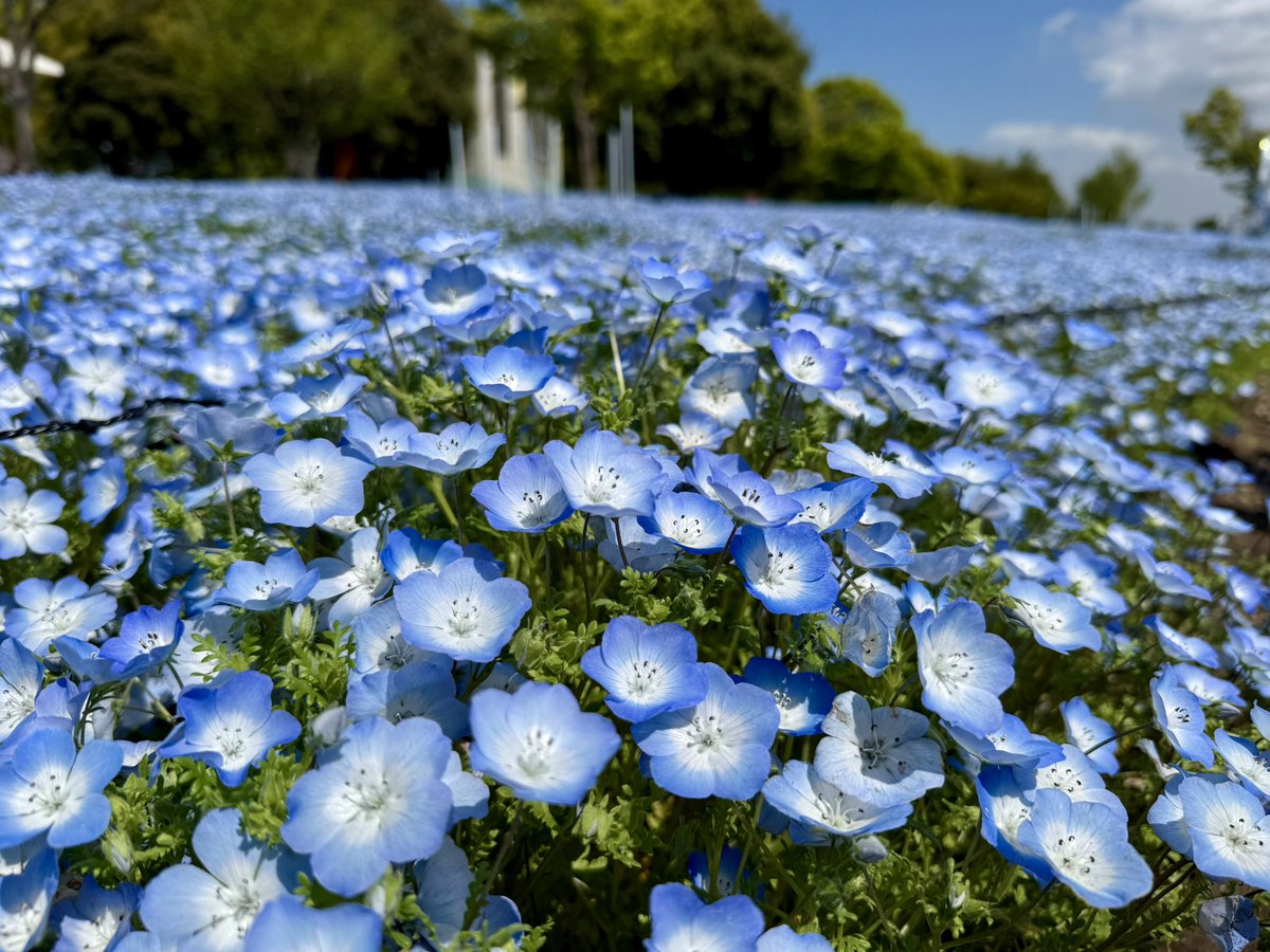 桐たんす tweet media