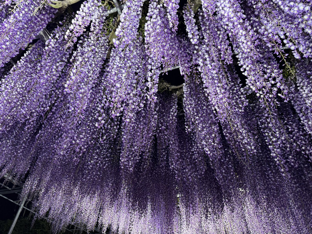 桐たんす tweet media