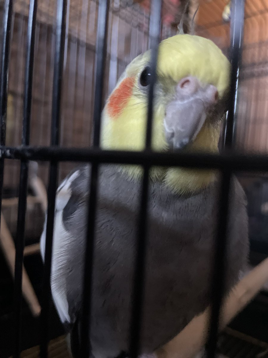 いんこらぶ(あ~ちゃん)🐥🫶💕︎︎ tweet media