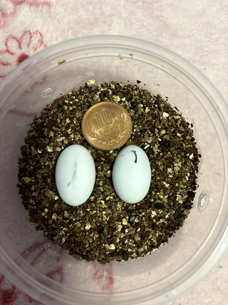 ゲル子 tweet media