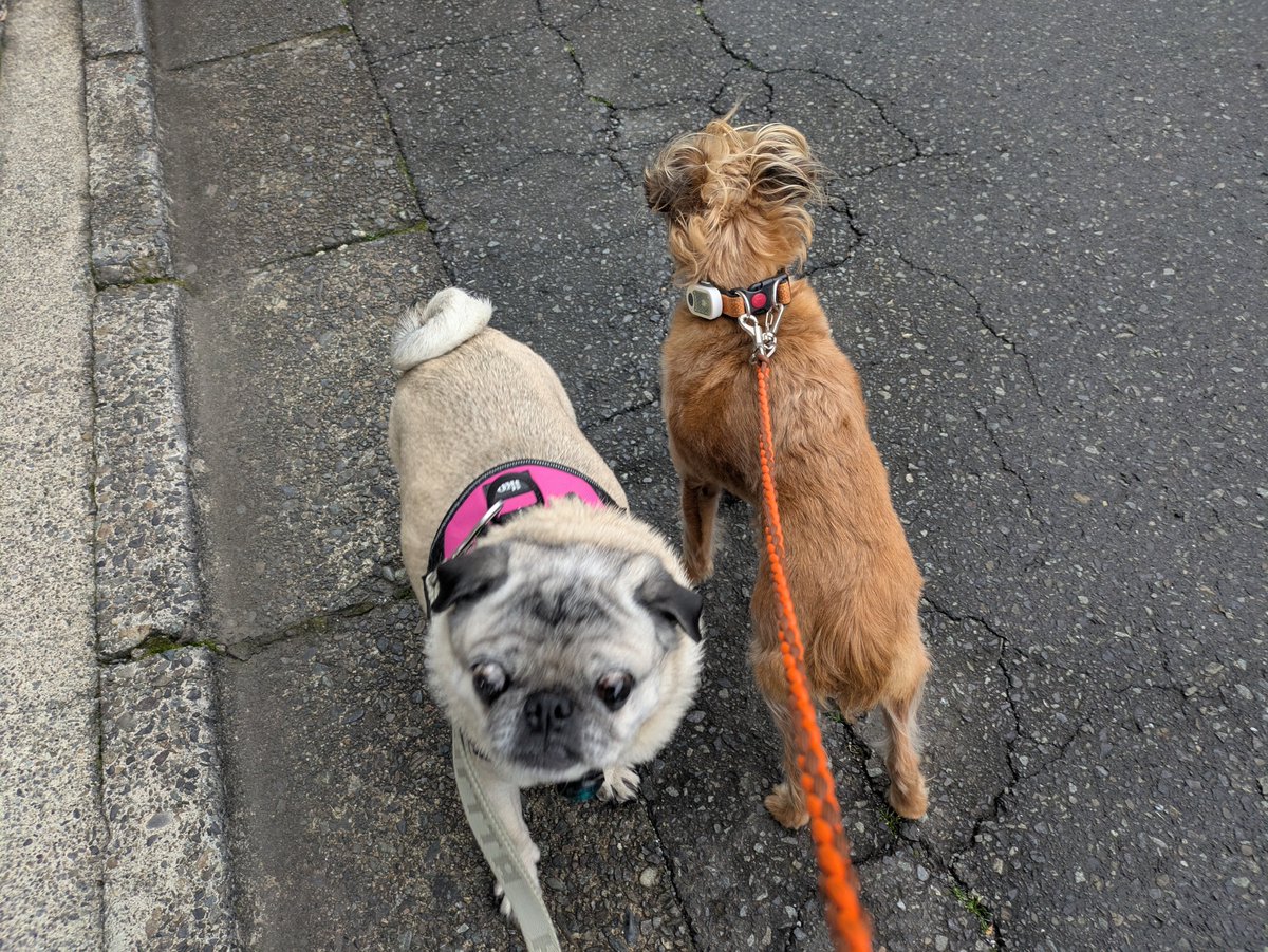 雨降り合間に散歩
今日も1日ご安全に
