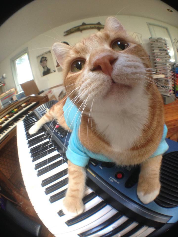 KEYCAT tweet media