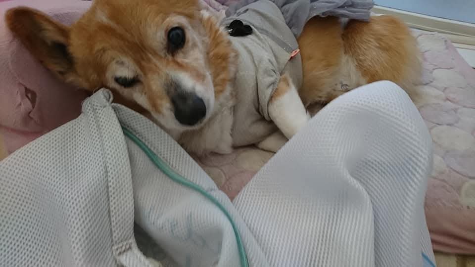 カレンとおばぁワン tweet media