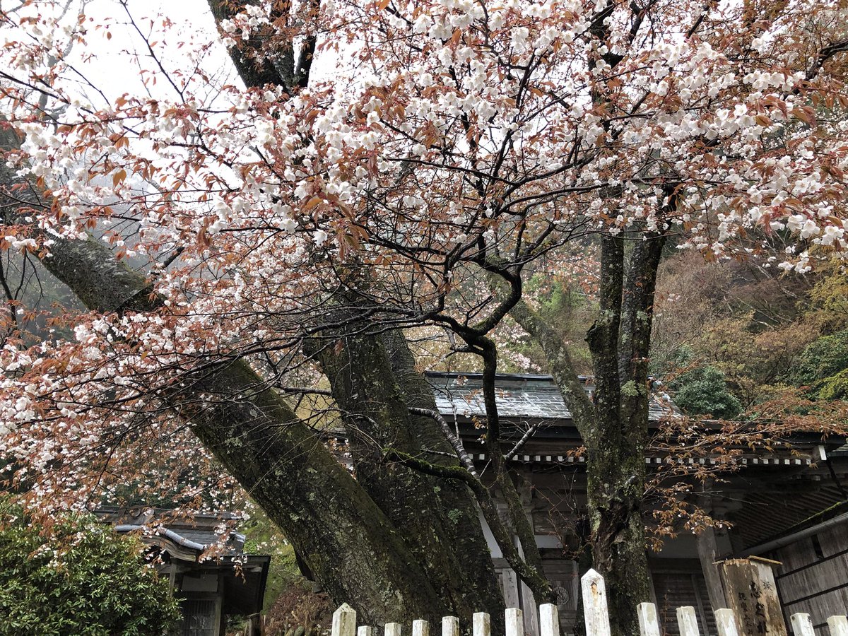 月輪寺【公式】 tweet media