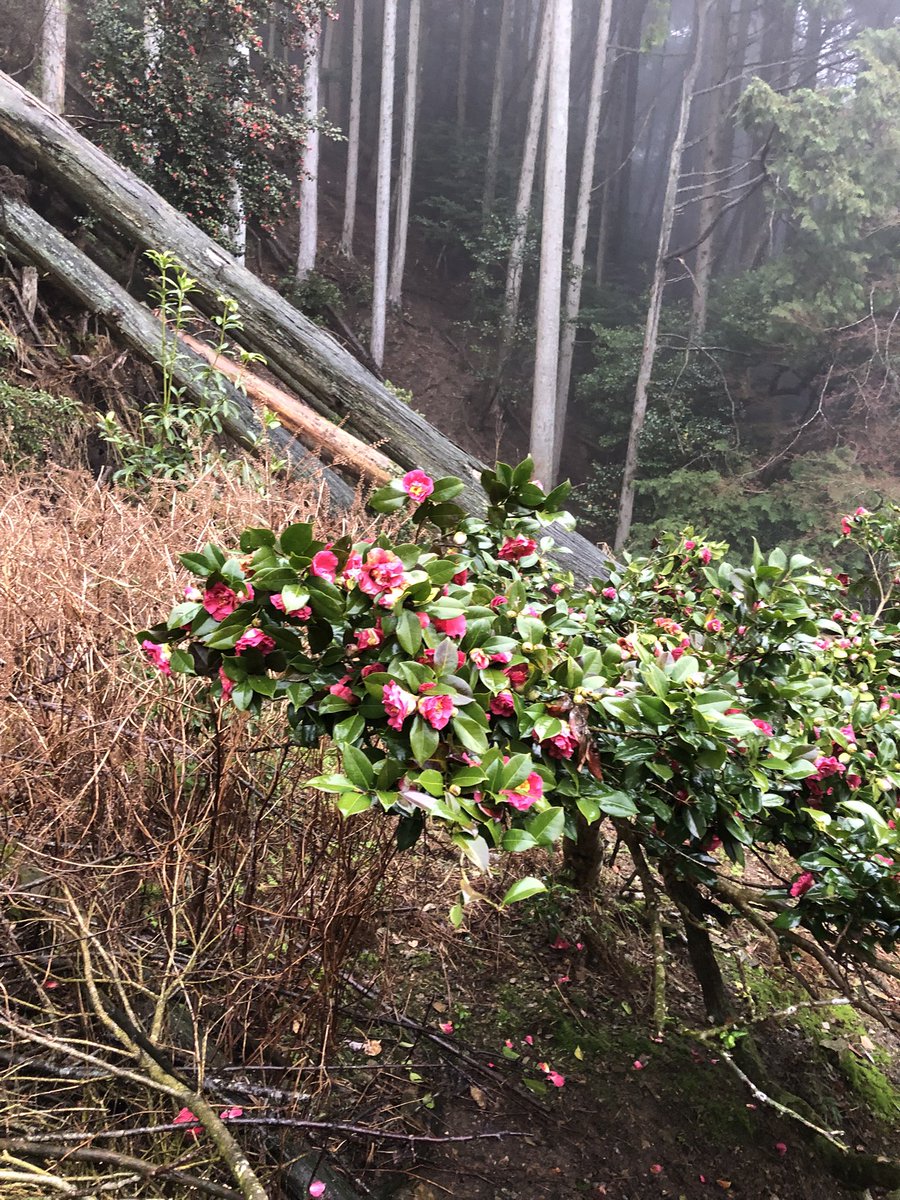 月輪寺【公式】 tweet media