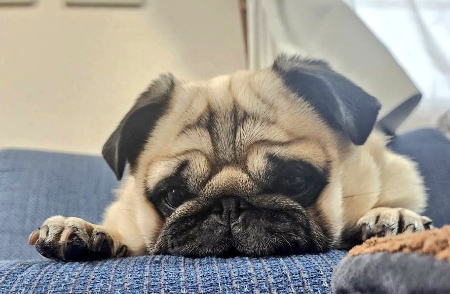 あーめ☔　退屈そうなパグのぽんず