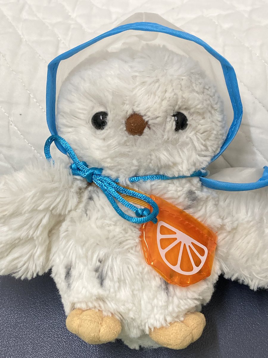 おはノイちゃん。