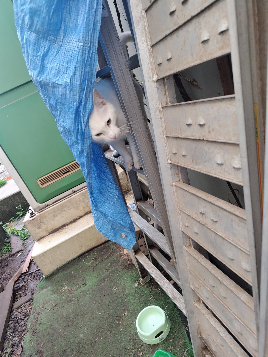 ぐりんべると tweet media