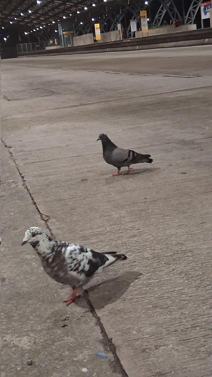 Kristina™️ KARMA AOTY tweet media