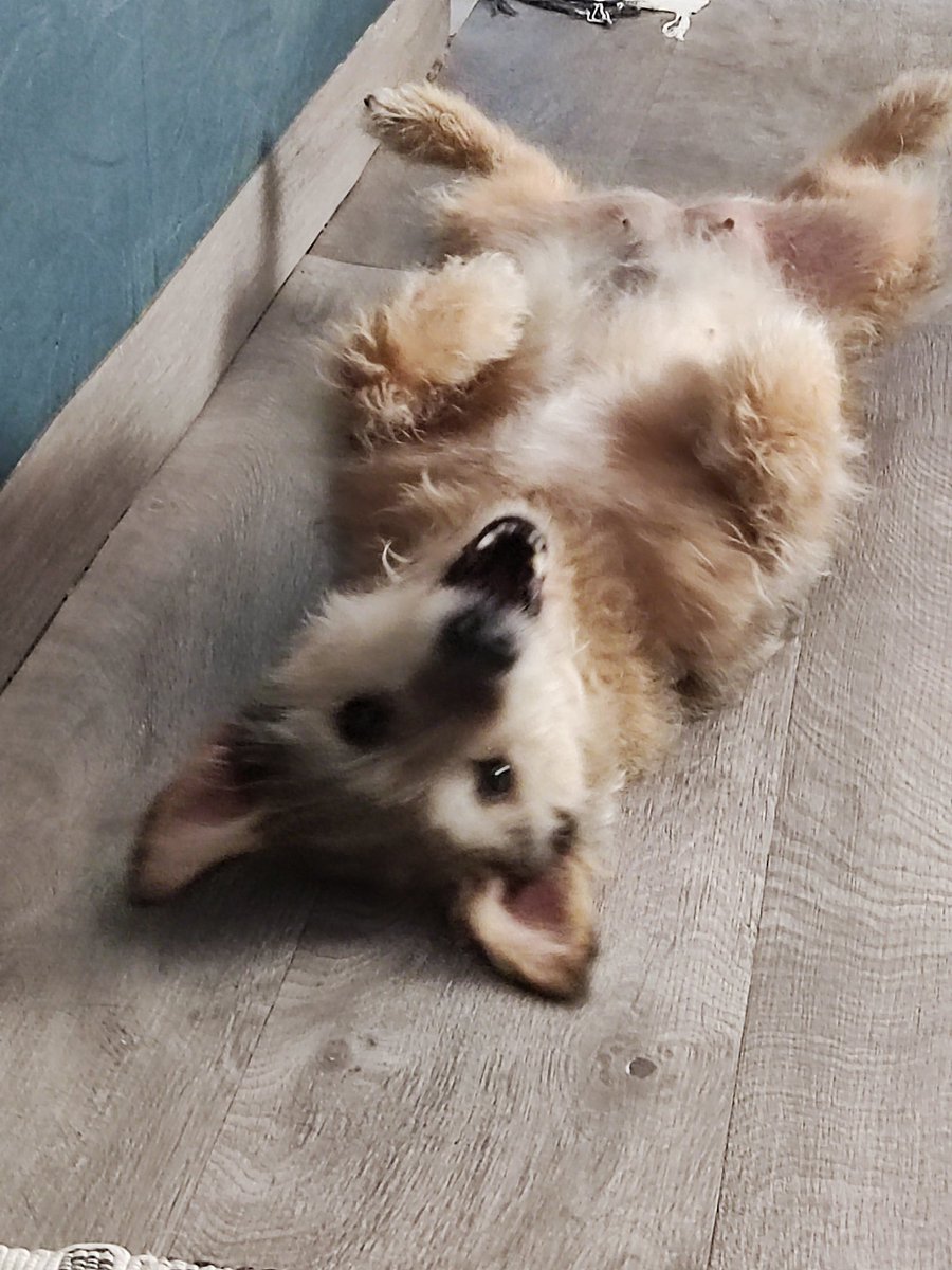 Gabriel Rocha tweet media