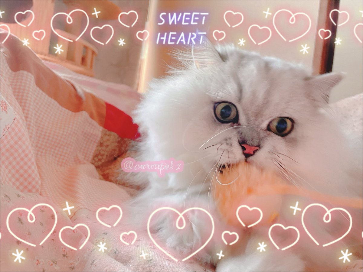 cao🌸☃️🖤 tweet media