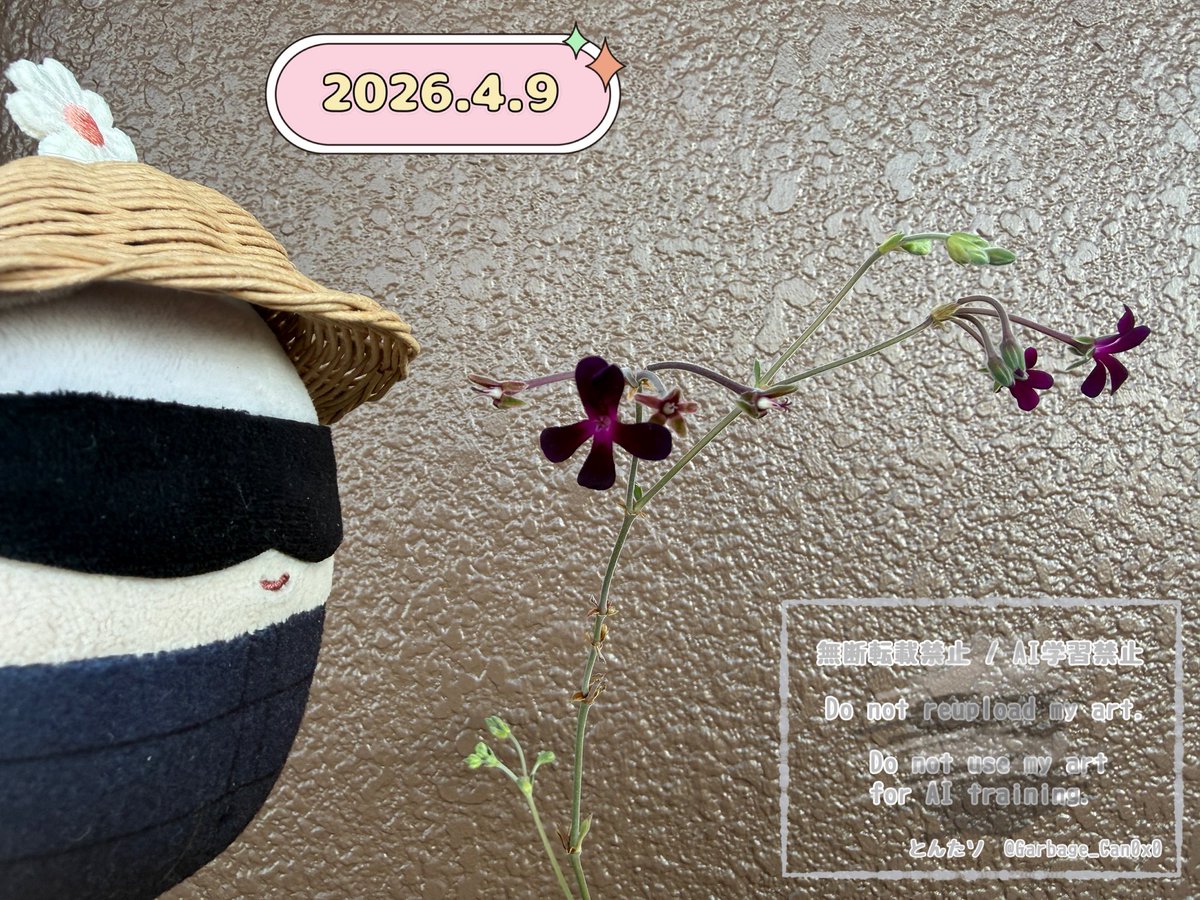 とんたソ tweet media