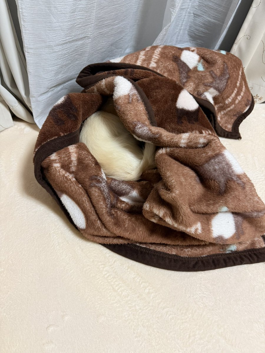 MUGIn_newtw's tweet photo. 雨だからお散歩拒否！！
#チワワ
#犬のいる暮らし
#朝活 https://t.co/ey6dm3FeKr