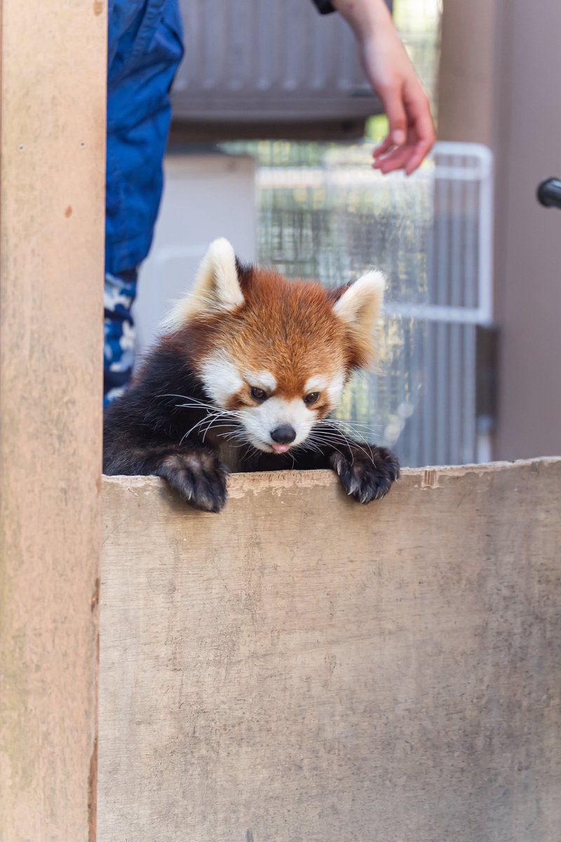 るん🐾 tweet media