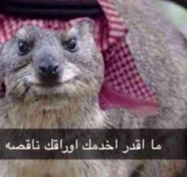 أحـمـد tweet media