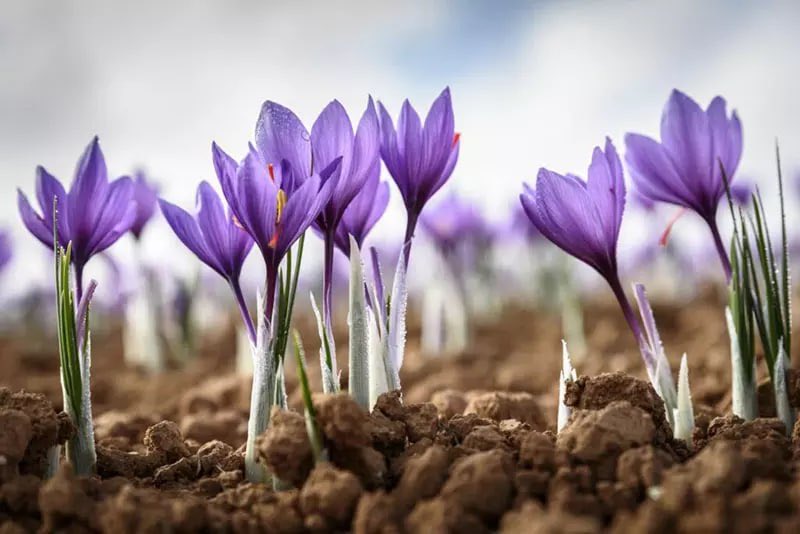 _10world's tweet photo. Saffron harvest Iran https://t.co/Vmp2WsRlpO