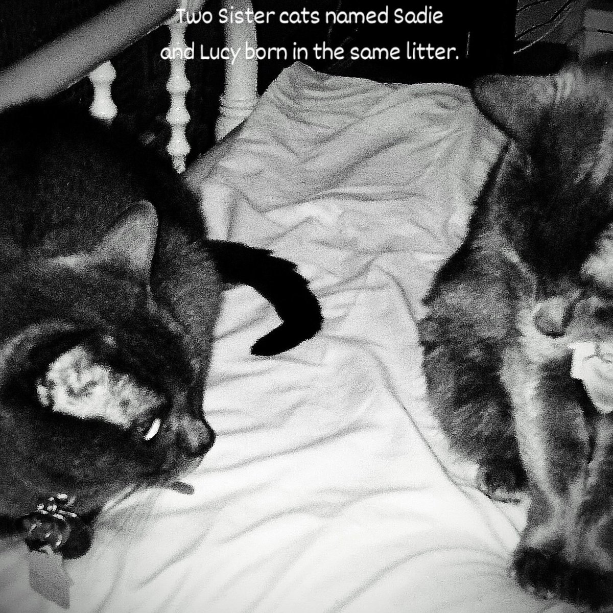 Jane Unknown Writes R.I.P Shadow and Samantha. tweet media