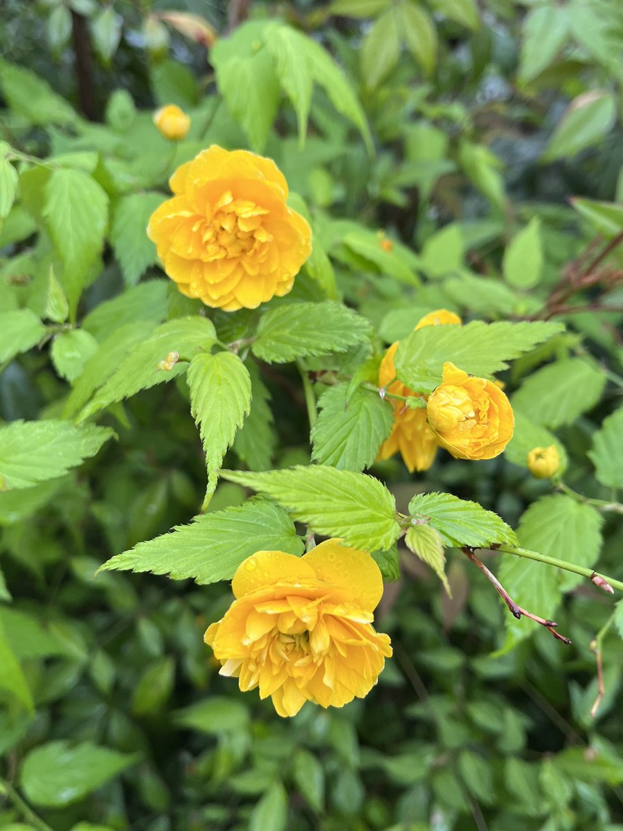 waruagira tweet media