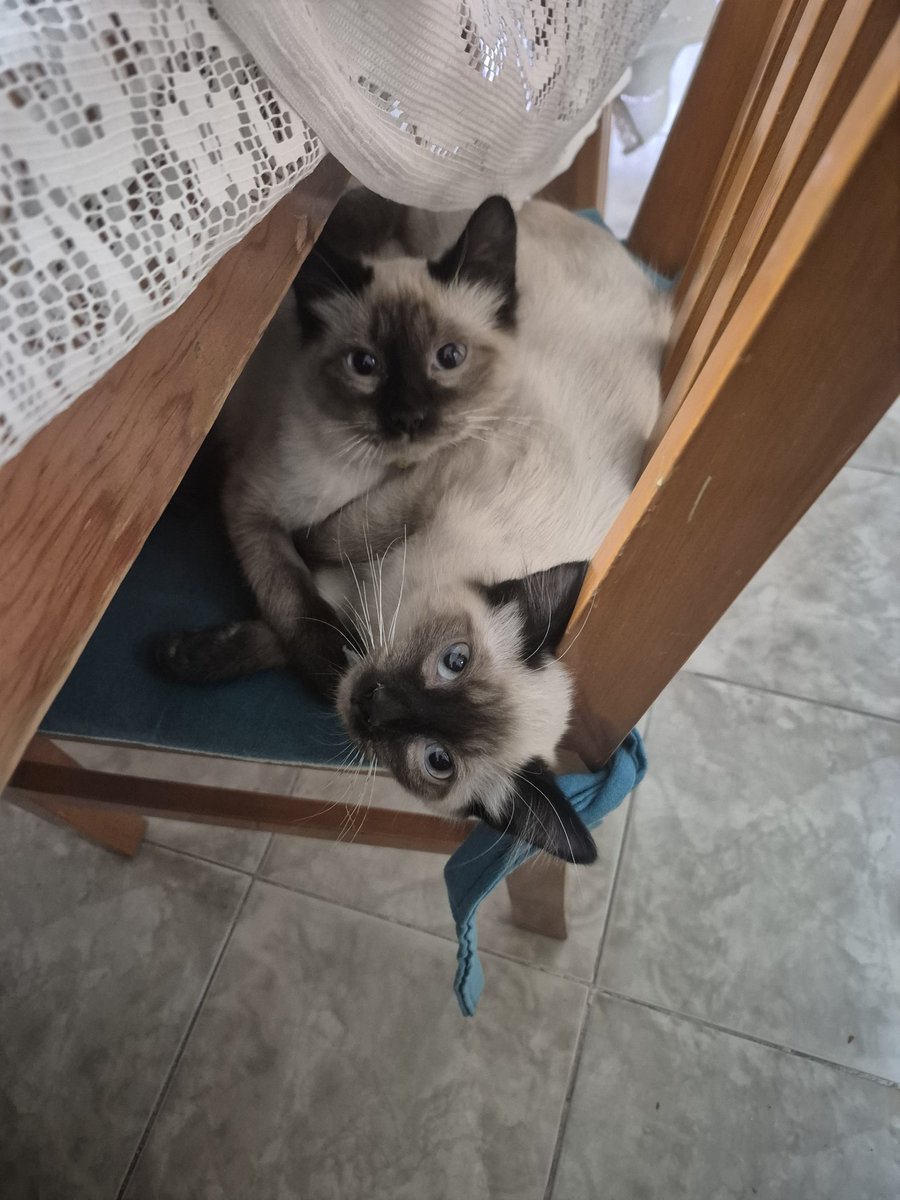 VanadisconB's tweet photo. @nyantamach222 Gata grande y gata chica, México https://t.co/JDusC03TgT