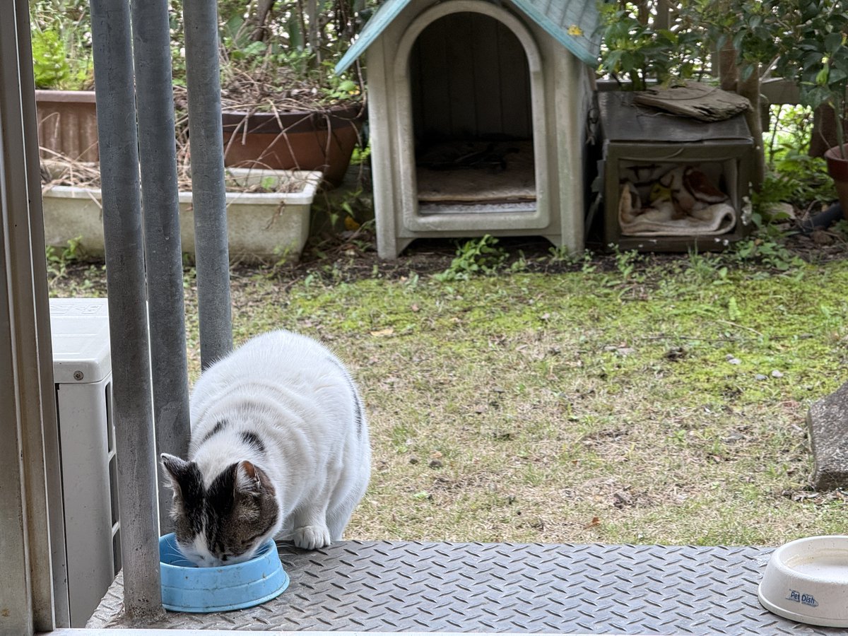 くまはうす tweet media