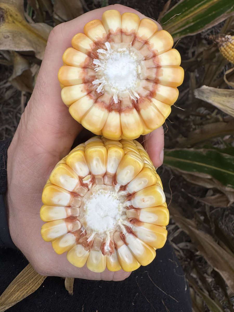 DK 69-62 TRE

Ambiente Muy Alta Productividad. 

75.000 sem/ha.
Fert. De Arranque: MESZ: 100 kg/ha

UREA protegida en V6: 250 kg/ha.

📍Rodeo Viejo, Cba.