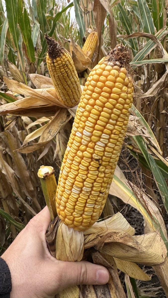 lopezmartin000's tweet photo. DK 69-62 TRE

Ambiente Muy Alta Productividad. 

75.000 sem/ha.
Fert. De Arranque: MESZ: 100 kg/ha

UREA protegida en V6: 250 kg/ha.

📍Rodeo Viejo, Cba. https://t.co/flMZiOBW8o