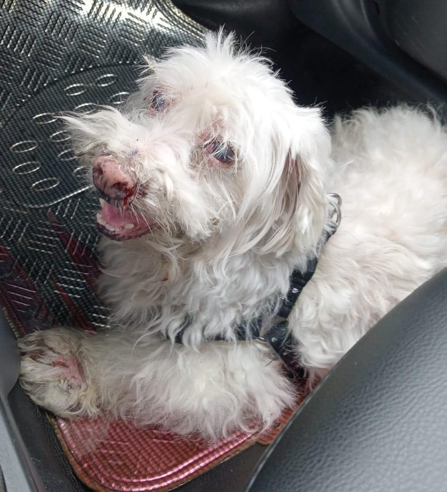 AlertaMePerdi's tweet photo. #ENCONTRADA #GUAYAQUIL
Fecha: 09/04/26
Sector: Centro, La 29ava. y Letamendi
Sexo: Hembra
Raza: French
Obsv.: Pelaje color blanco, pechera negra sin placa
Contacto: 0999238006
¡Ayúdala a volver con su familia!
#AlertaMePerdí https://t.co/rObPYDkl5g