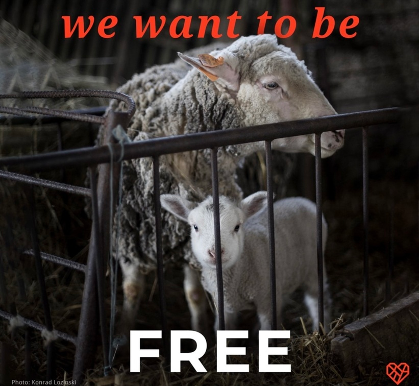 Vegan Future (@veganfuture) on Twitter photo 