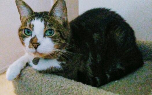 Jane Unknown Writes R.I.P Shadow and Samantha. tweet media