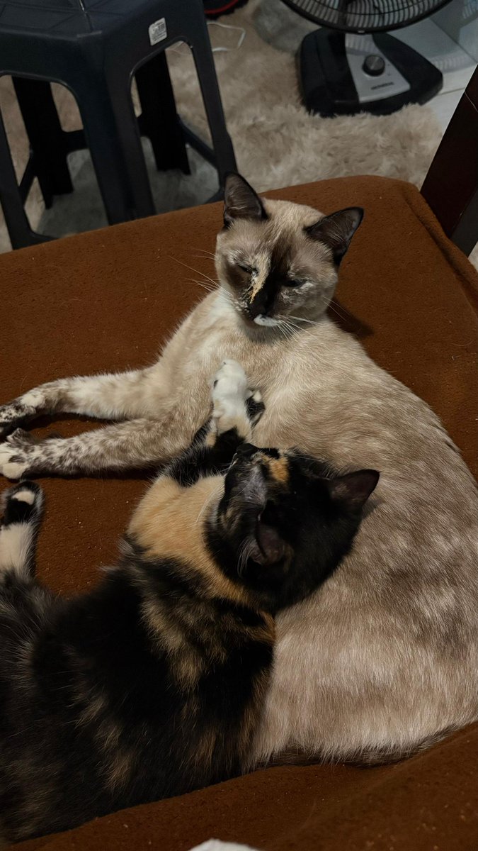 marcella 🦋 tweet media