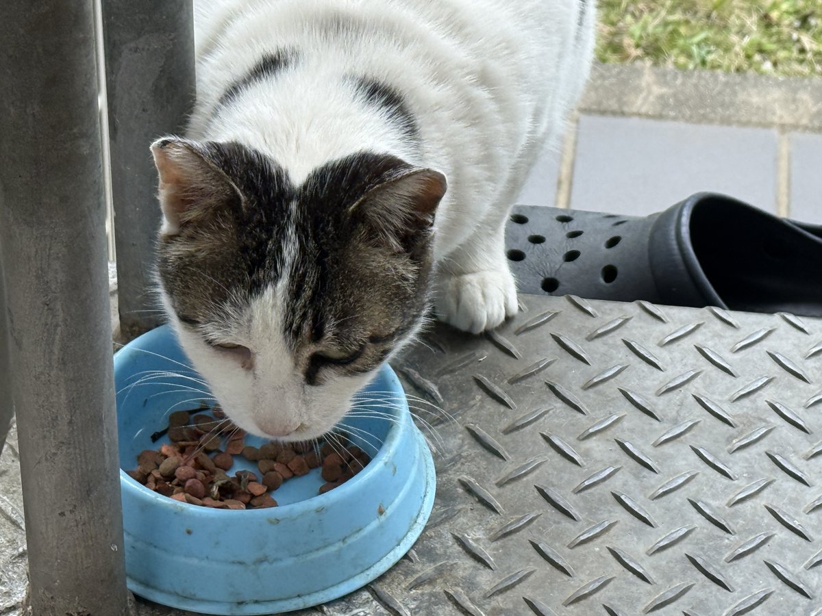 くまはうす tweet media