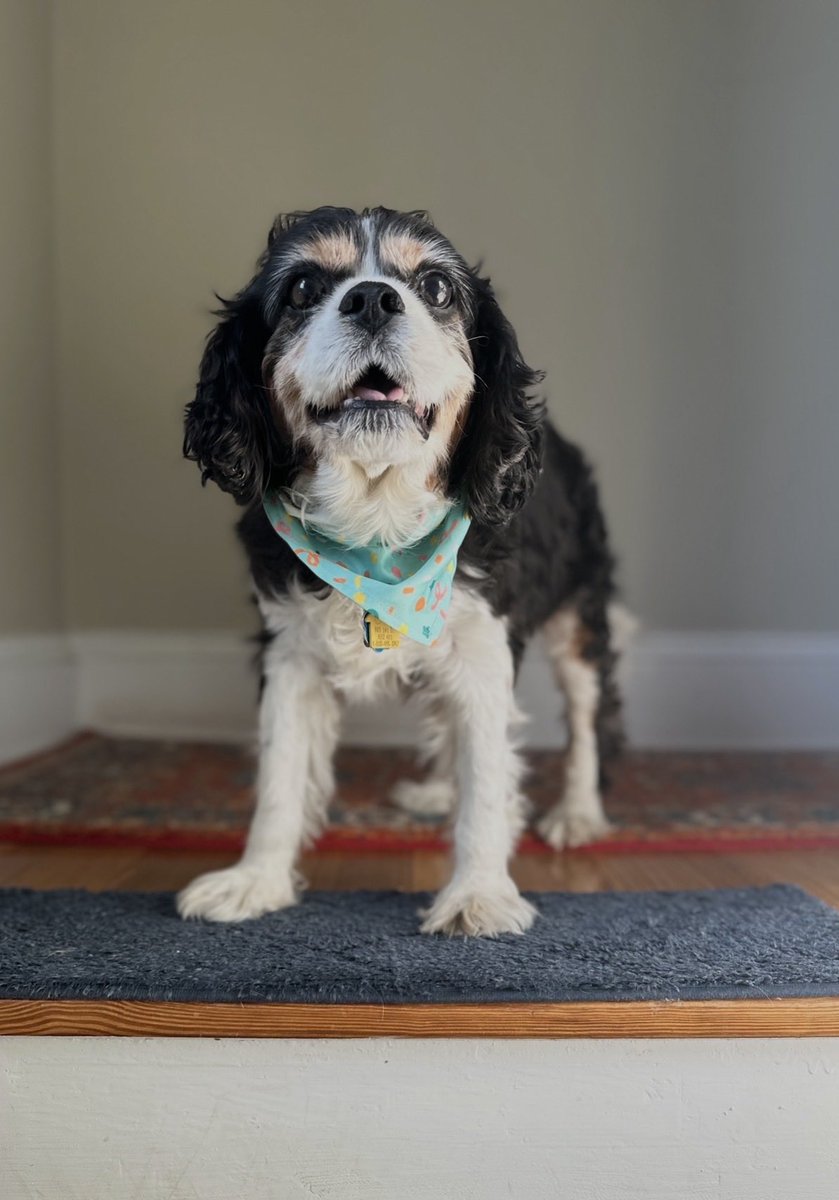 CavalierDexter's tweet image. Dad tells me all of the time that he misses me 🥹💙🌈 I just tell him that I’m up here smiling, waiting on the top step for him to come up and meet me again one day. But I really do miss him too 🐾💔 
#dexter #cavpack #dogsoftwitter #dogsofx