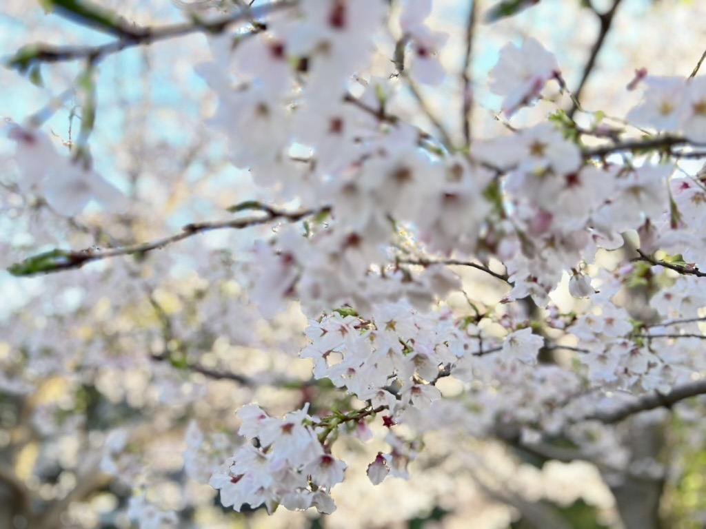 田口ランディ（Randy Taguch） tweet media