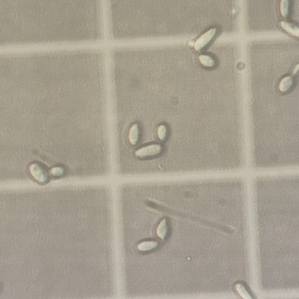 lis 𖦹 tweet media