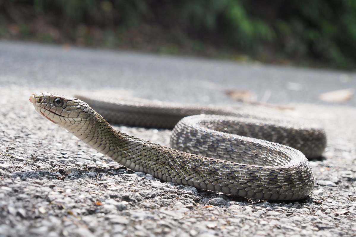 らみせ tweet media