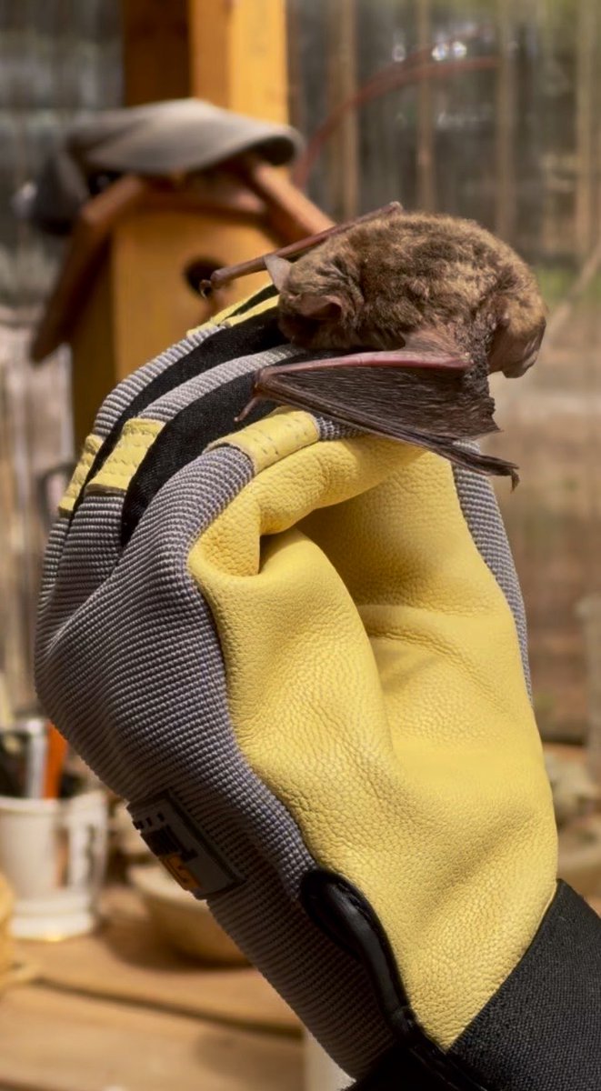 Sunny Night✨C0mmissions Open! tweet media