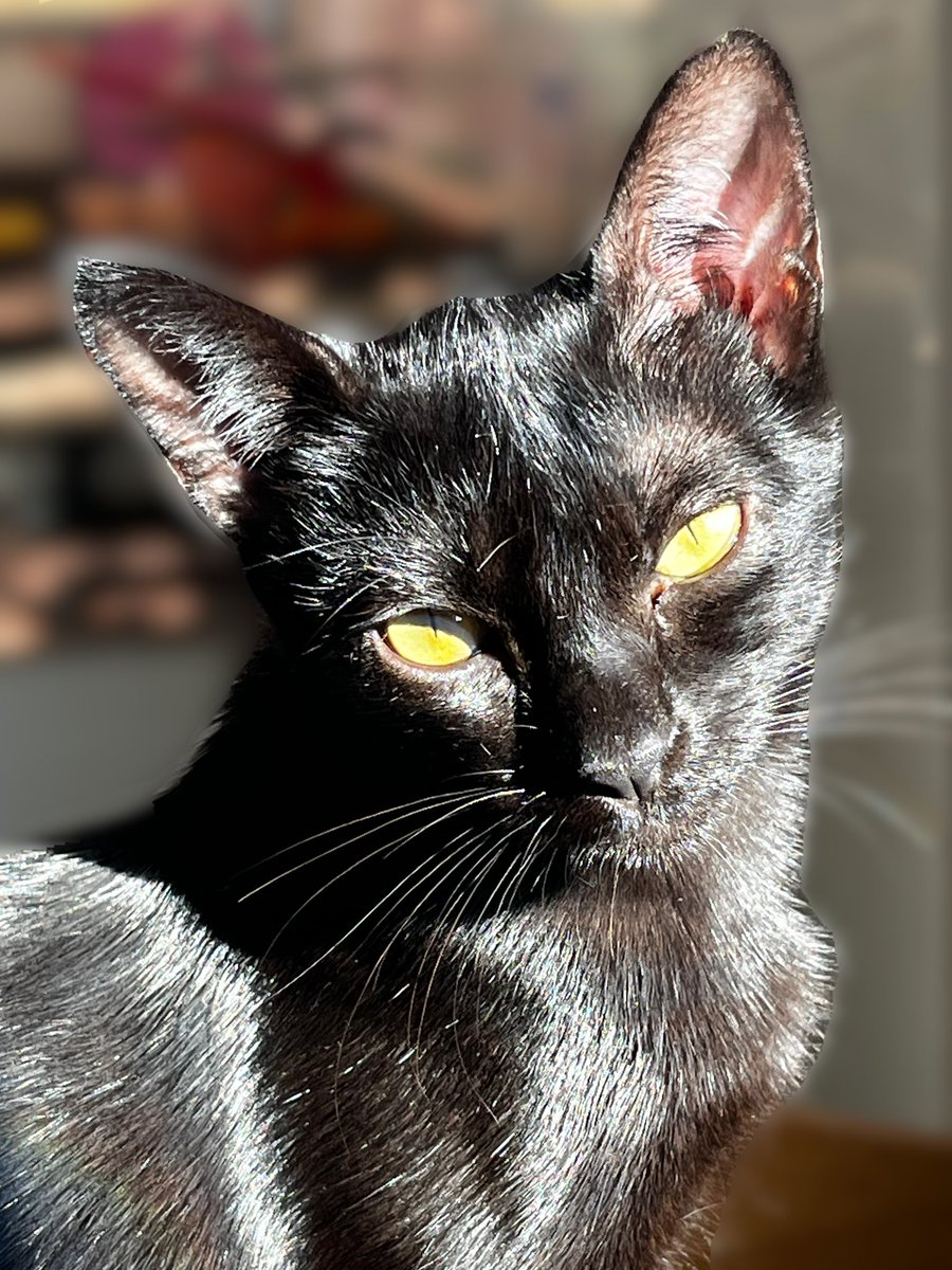 Ana_aaMend's tweet photo. @ruzzibarbara a minha pretinha é a coisa mais preciosa da minha vida, não entra na minha cabeça alguém não gostar https://t.co/32DpIF8o2x