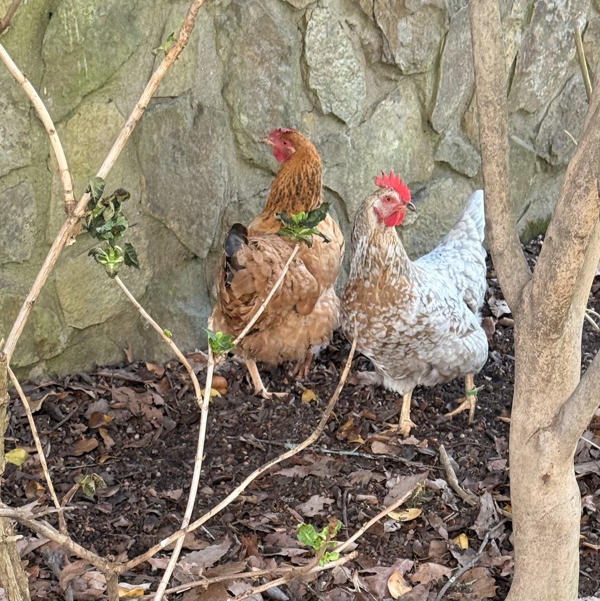 Anthony Tomlinson tweet media