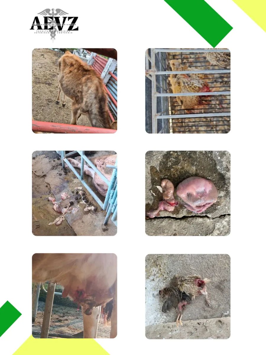 Douglas Cuevas tweet media